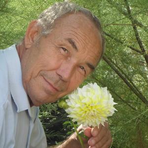 Николай Криницын, 72 года, Ростов-на-Дону